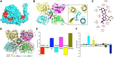 Cryo-EM Structure and Activator Screening of Human Tryptophan Hydroxylase 2